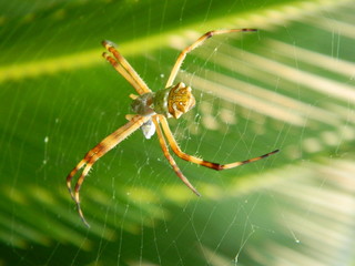 Spider