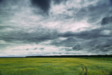 Obraz na płótnie Canvas Summer Countryside Rural Field Meadow Landscape Under Scenic Cloudy Sky