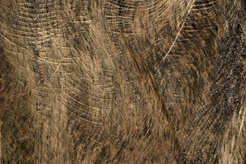 Wood texture with sawtooth traces closeup for background.