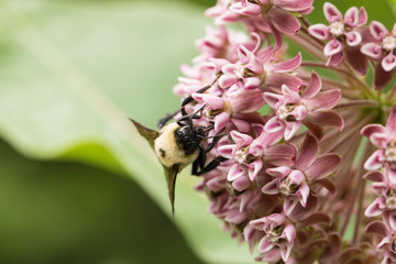 Flower Closeup