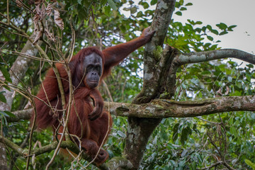 Pensive orangutan sitting in tree