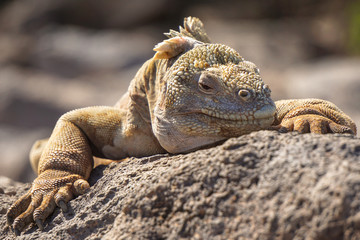 Galapagos land iguana closeup