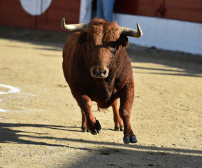 toro en españa