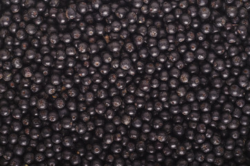 Fresh picked aronia berries