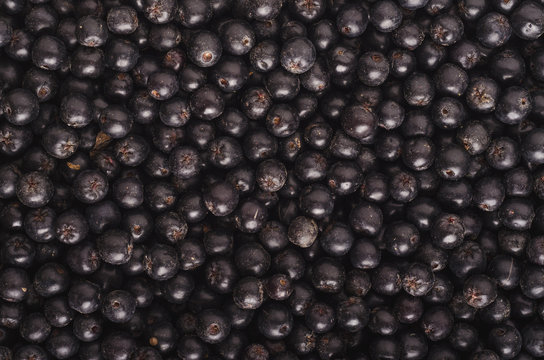 Fresh Picked Aronia Berries