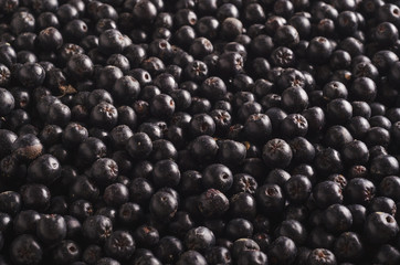 Fresh picked aronia berries