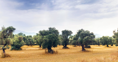 Fototapeta na wymiar Landscape view of Olive field..