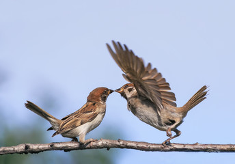 Fototapeta premium two little funny birds sparrows in the spring in the Park on a branch kissing and waving their wings