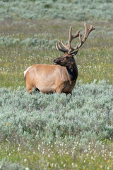 Elk Amongst Flowers