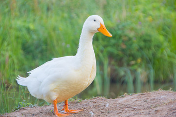 Naklejka na ściany i meble white domestic ducks. The duck is white, in nature.