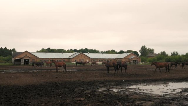 Beautiful horses in pen, cute domestic animals in livestock in rural countryside, 4K