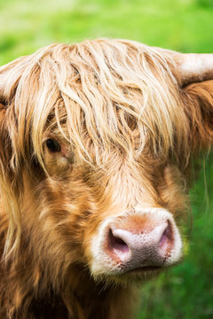 Funny and beautiful hairy highland cow, scottish symbol