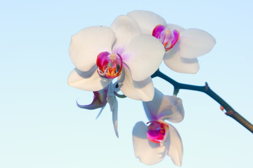 White orchid on a blue background. Orchid.