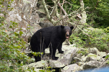 Fototapeta na wymiar Black Bear Shenandoah National Park