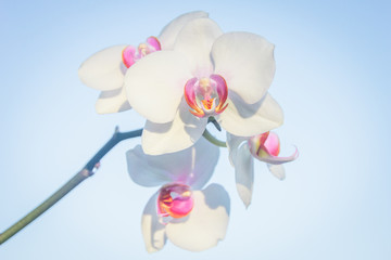 Fototapeta na wymiar White orchid on a blue background. Orchid.