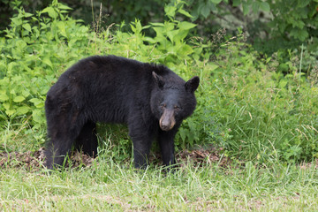 Naklejka na ściany i meble Black Bear Shenandoah National Park