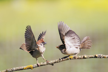 two funny birds the sparrows in the spring in the park on a branch fly, compete and wave the wings