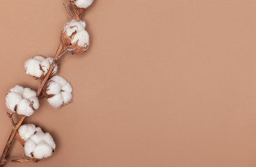 Flat lay, top view, copy space. Cotton branch on a light brown paper background, cotton plant.