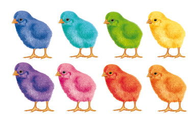 poussin- joli- coloré- couleur-duveteux- illustration- oiseau