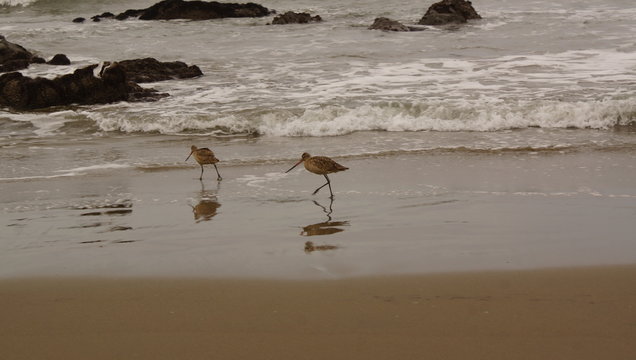 marbled gotwit birds on the seashore