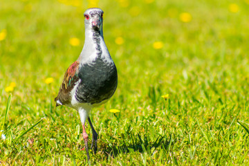 Gaviota en el césped