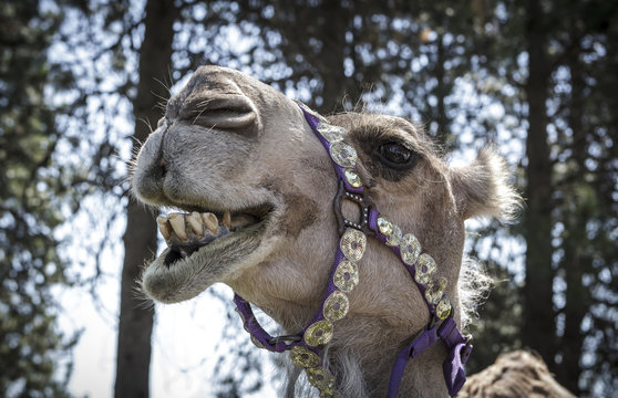 Humorous photo of smiling camel.
