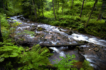 Mountain river - stream flowing through thick green forest, Bistriski Vintgar, Slovenia