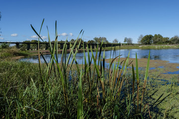 View across Sorraia river in Santa Justa, Coruche Santarem, Portugal. Taken on a hot sunny...