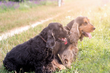 English cocker spaniel in the summer sunlit meadow in the grass.