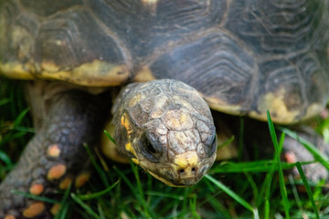 Beautiful Turtle