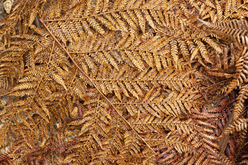 Fallen dry tree fern fronds