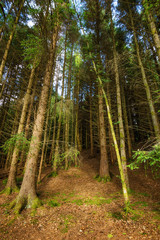 The pine scottish forest