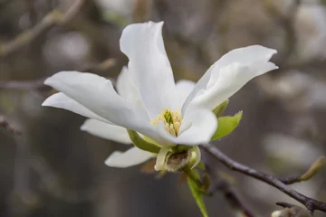 Photo sur Plexiglas Magnolia Fleurs roses ou blanches de magnolia en fleurs (Magnolia stellata) au printemps