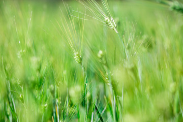 Green field of spikelets in summer. Green ears of wheat on field in ripening period in summer