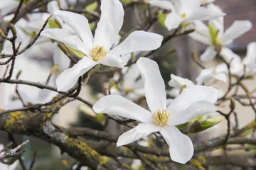 Photo sur Aluminium Magnolia Fleurs roses ou blanches de magnolia en fleurs (Magnolia stellata) au printemps