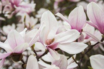 Pink or white flowers of blossoming magnolia tree (Magnolia denudata) in the springtime