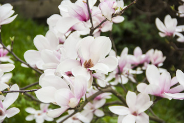 Fototapeta na wymiar Pink or white flowers of blossoming magnolia tree (Magnolia denudata) in the springtime