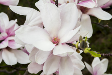 Pink or white flowers of blossoming magnolia tree (Magnolia denudata) in the springtime