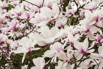 Fleurs roses ou blanches de magnolia en fleurs (Magnolia denudata) au printemps