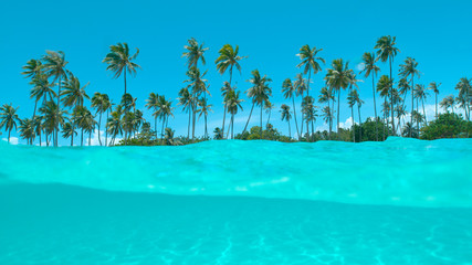 HALF UNDERWATER: Spectacular shot of turquoise ocean and towering palm trees.