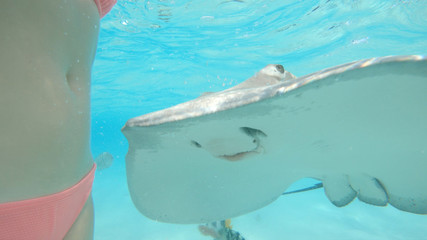 Naklejka premium UNDERWATER: Gentle stingray comes close to unrecognizable woman feeding it.