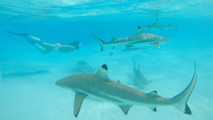 UNDERWATER: Carefree girl snorkels calmly in a shark infested emerald ocean.