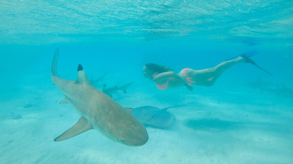 Obraz premium UNDERWATER: Young woman in bikini swims in the exotic sea filled with sharks.