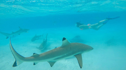 Fototapeta premium UNDERWATER: Woman snorkeling in turquoise ocean swims behind blacktip sharks.