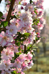 Chinese flowering crab-apple in spring