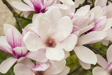 Rosa oder weiße Blüten des blühenden Magnolienbaums (Magnolia denudata) im Frühling