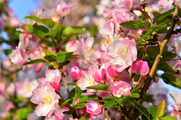 Chinese flowering crab-apple in spring