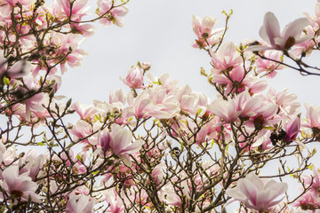 Fleurs roses ou blanches de magnolia en fleurs (Magnolia denudata) au printemps