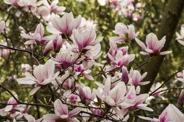 Naklejka na ściany i meble Pink or white flowers of blossoming magnolia tree (Magnolia denudata) in the springtime