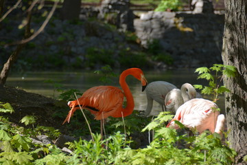 flamingo,
